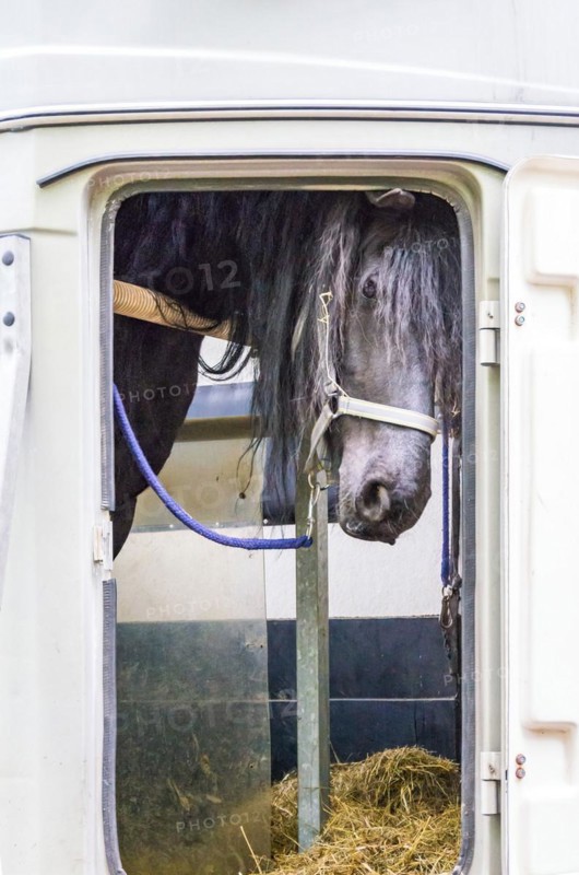 A grey horse looks out curiously at the window of a horse-drawn vehicle