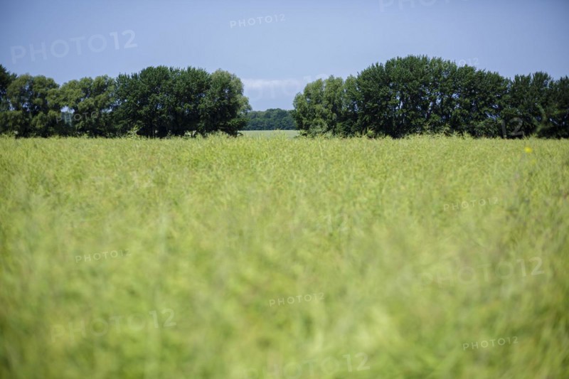 View over a field on the island of Ummanz. Ummanz