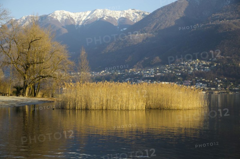 Pampas grass and snow-capped mountain on alpine lake Maggiore in Ascona