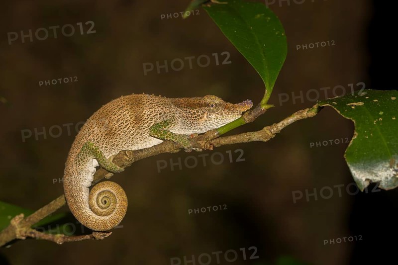 Chameleon