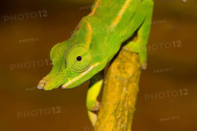 Close-up of a petter's chameleon