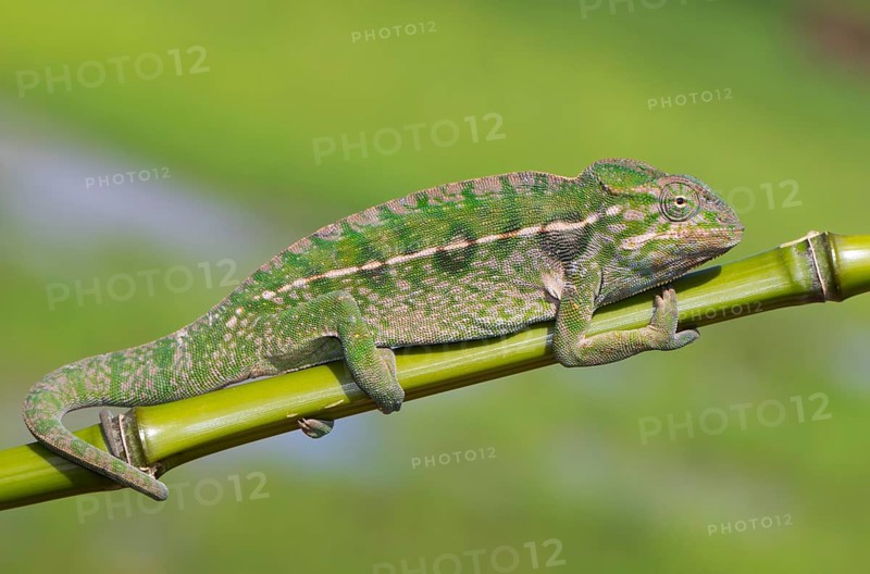 Jewel chameleon