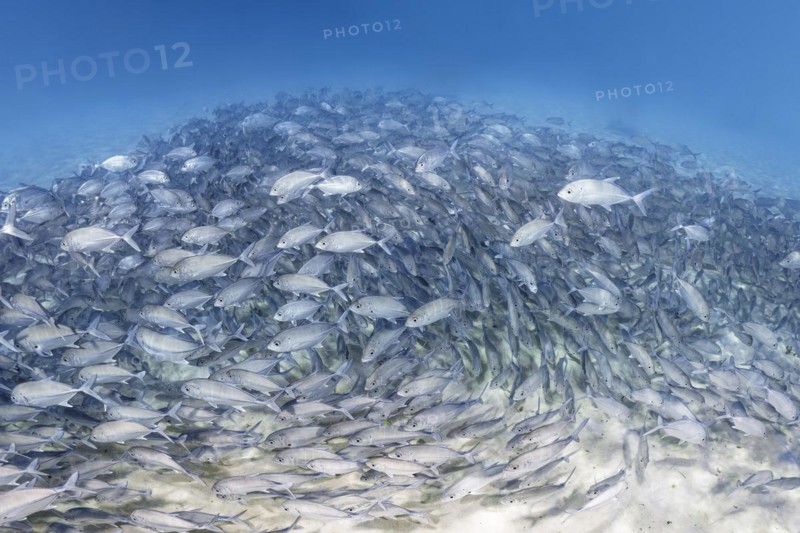 Large school of young fish