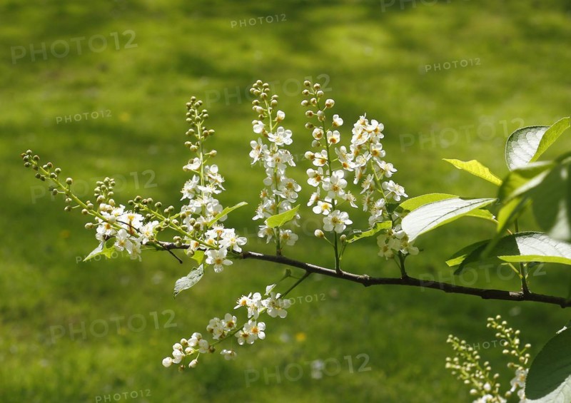 European bird cherry