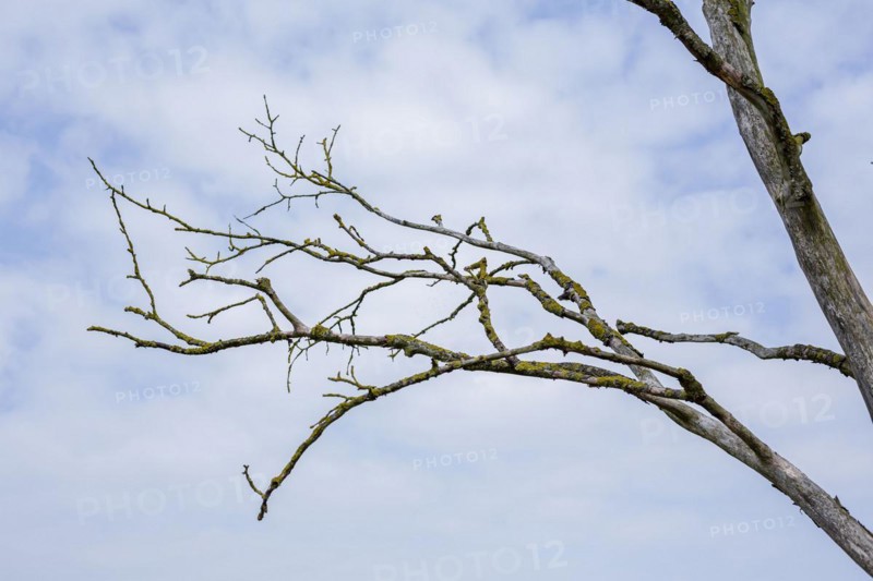Dead branches hanging from a dead tree. Ummanz