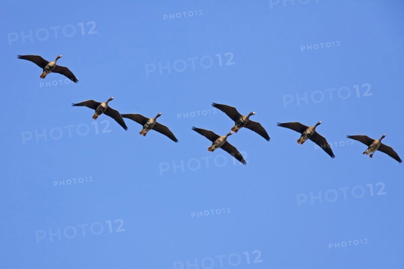 European White-fronted Geese
