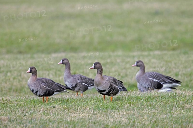 Greater white-fronted geese