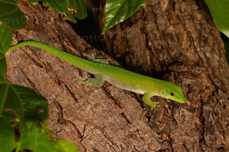 Koch's day gecko