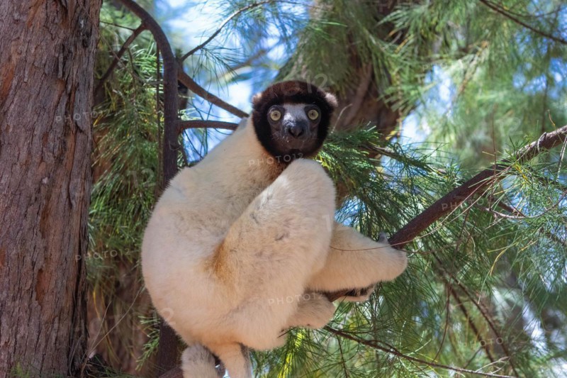 Male crowned sifaka