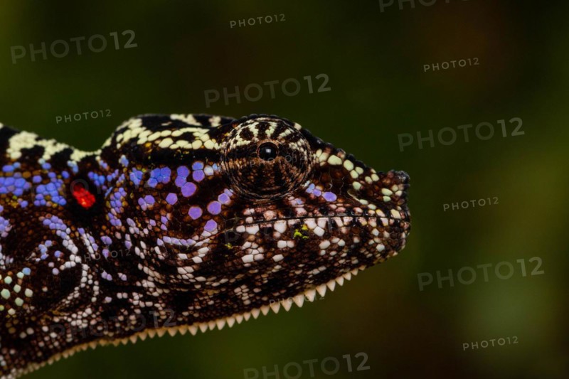 Rediscovered female voeltzkow's chameleon
