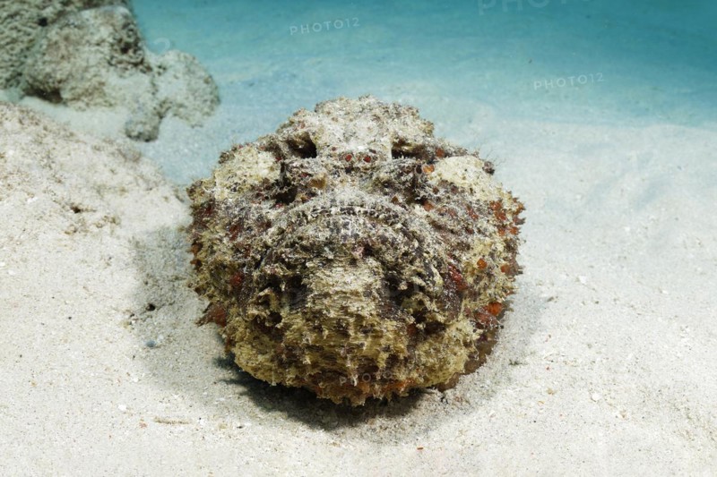 Reef stonefish