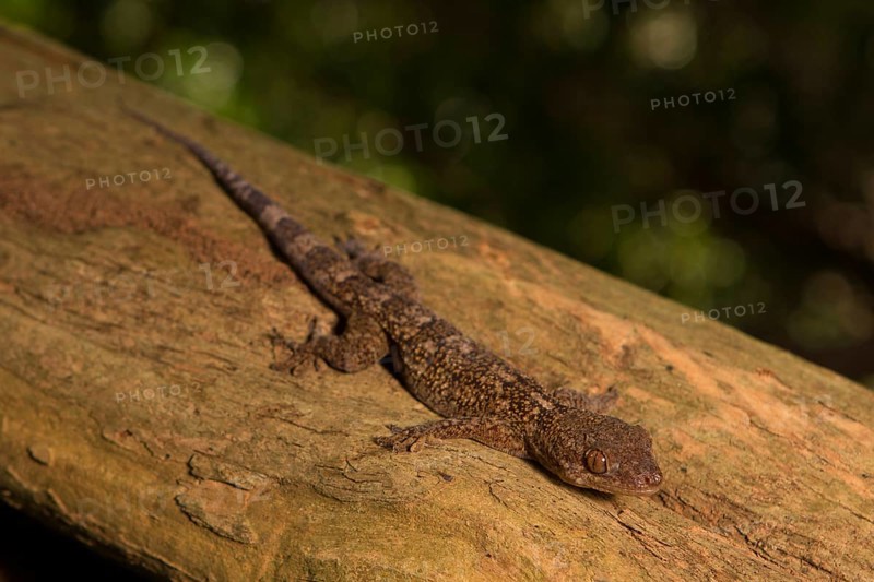 Velvet gecko