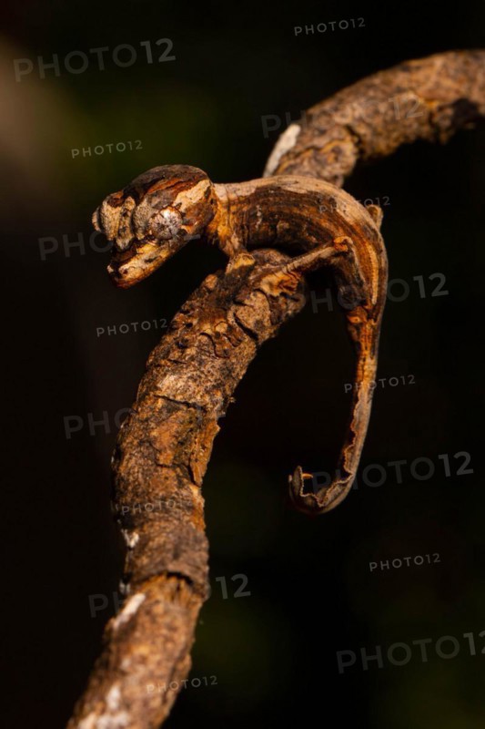 Guenther's flat-tailed gecko