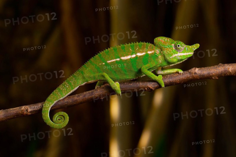 Rediscovered male voeltzkow's chameleon