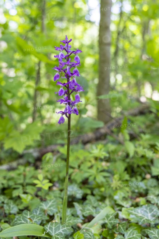 Cuckoo orchid