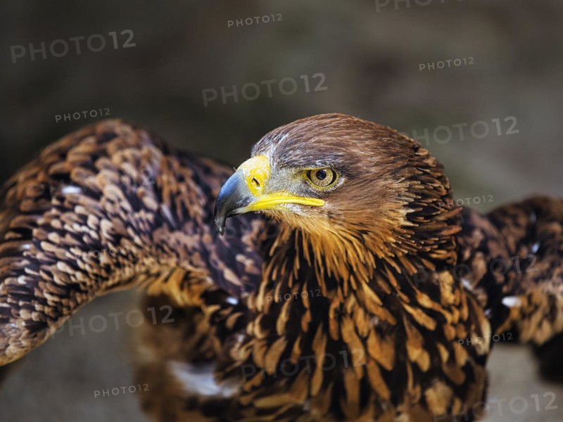 North African Raptor Eagle
