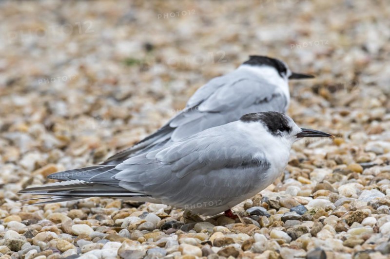 Two common terns