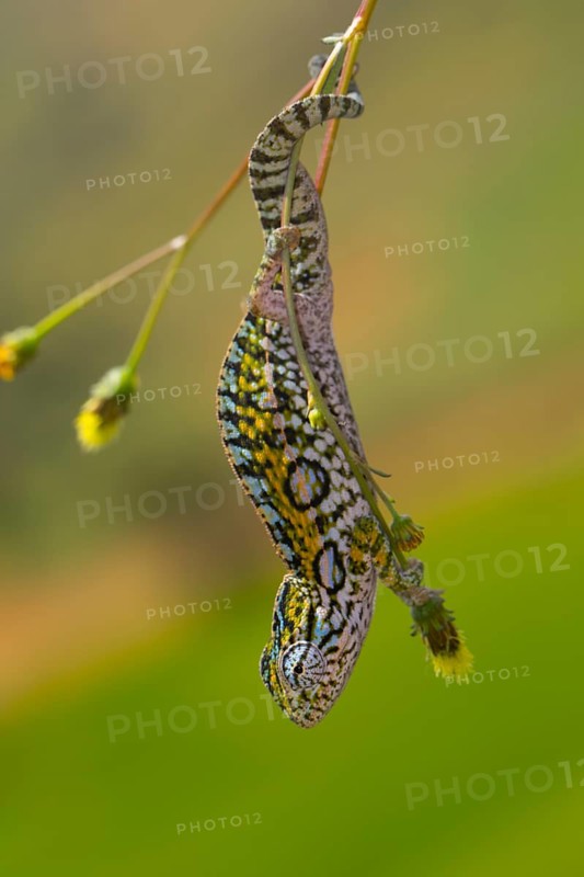 Jewel chameleon