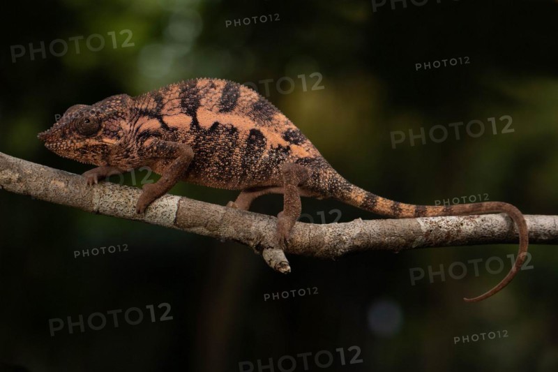 Female Angels chameleon