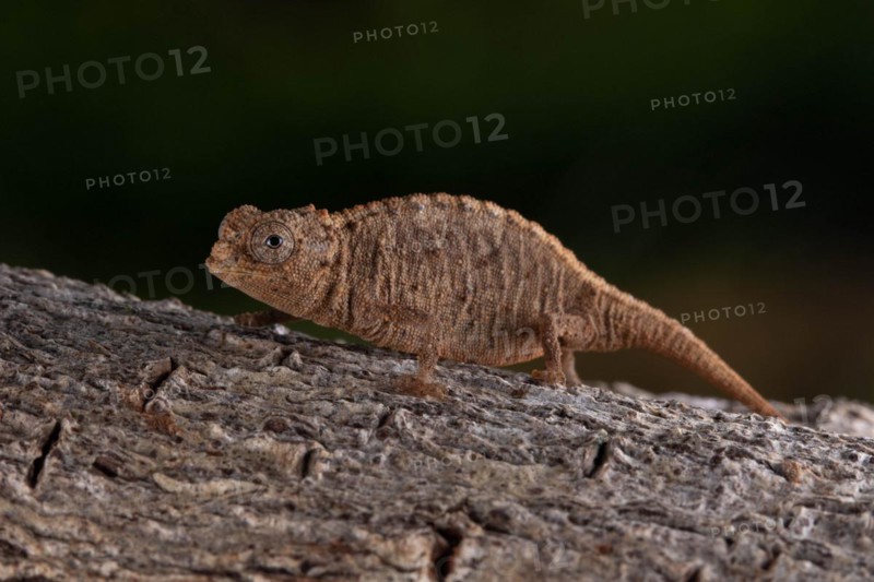 Ankarana ground chameleon