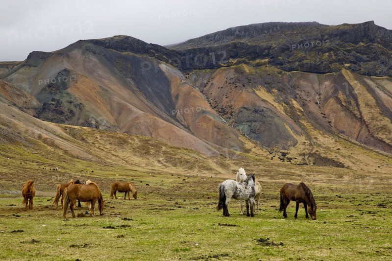 Herd of horses