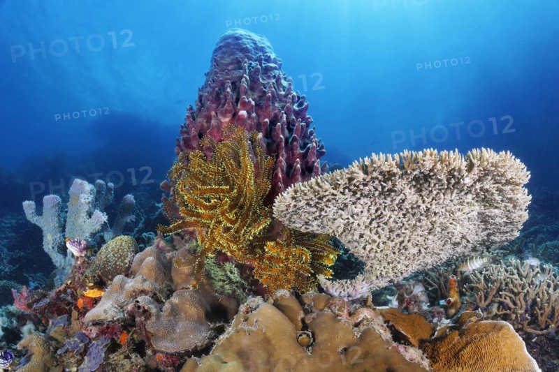 Left Spiny tube sponge