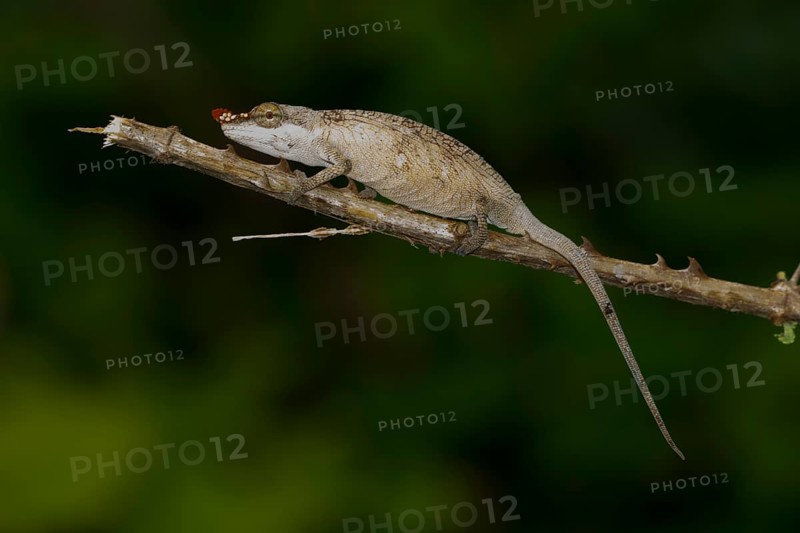 Long-nosed chameleon