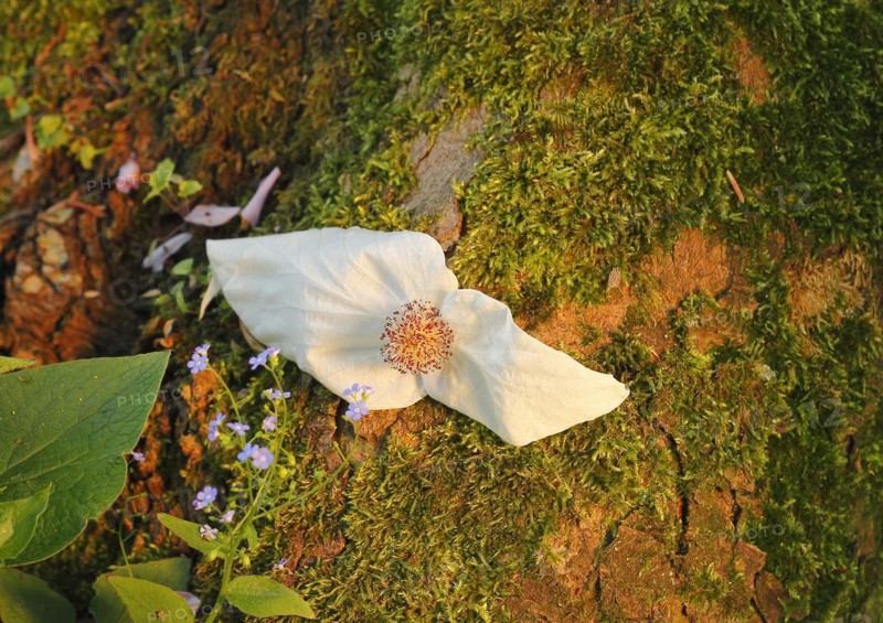 Flower dove tree