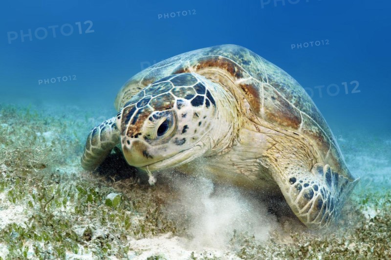 Green turtle