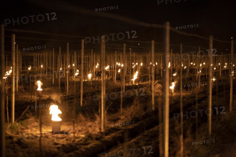 Fires loom on the vineyard of Wackerbarth Castle in Weinboehla
