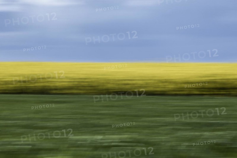 A rape field under a blue sky