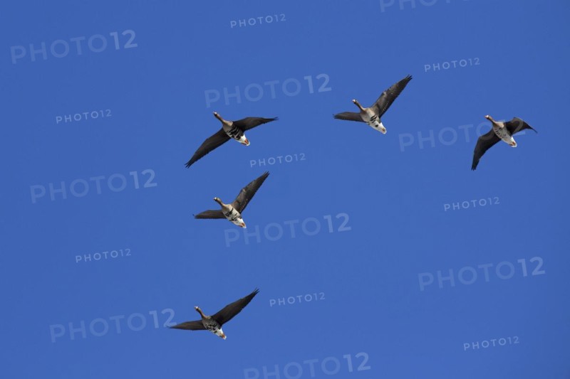 White-fronted geese