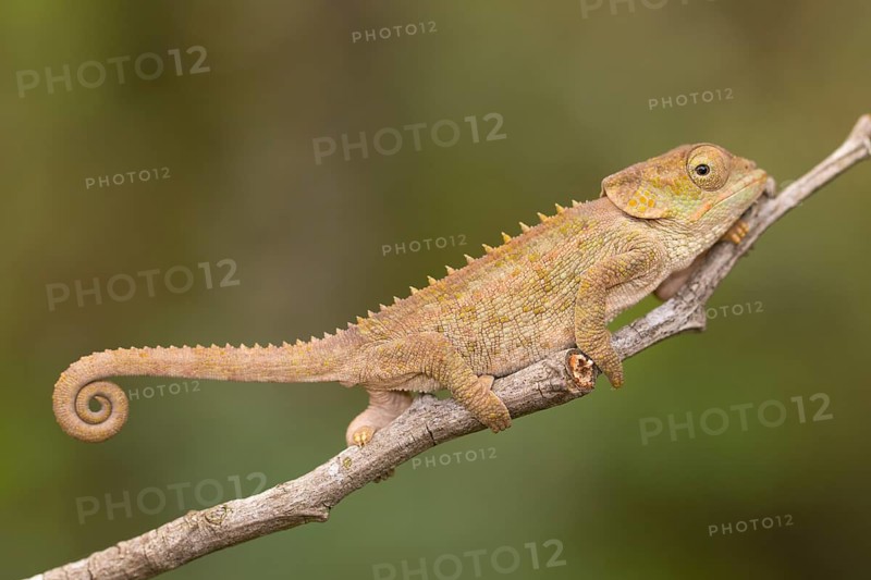 Chameleon