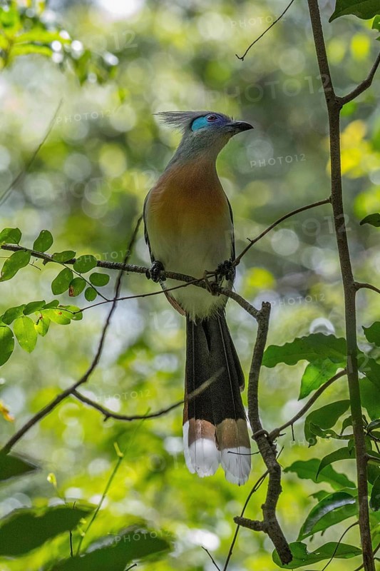 Crested coua