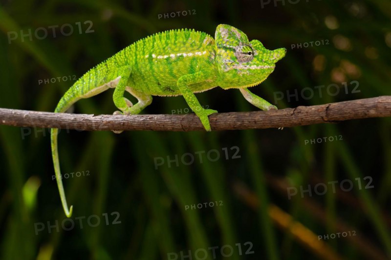 Rediscovered male voeltzkow's chameleon