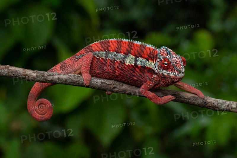 Male panther chameleon