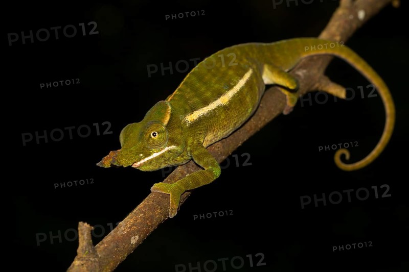Petter's chameleon