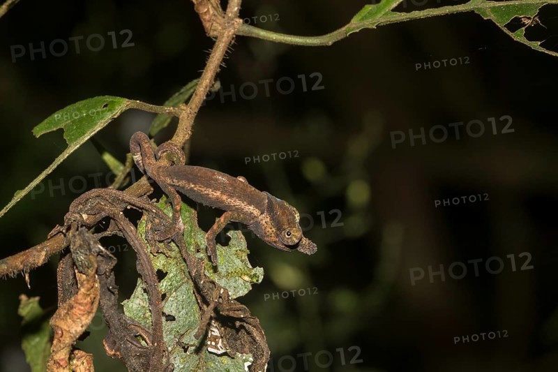 Chameleon