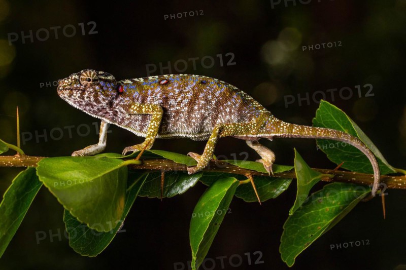 Rediscovered female voeltzkow's chameleon