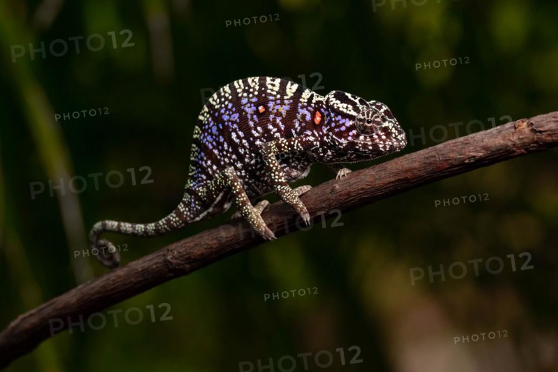 Rediscovered female voeltzkow's chameleon