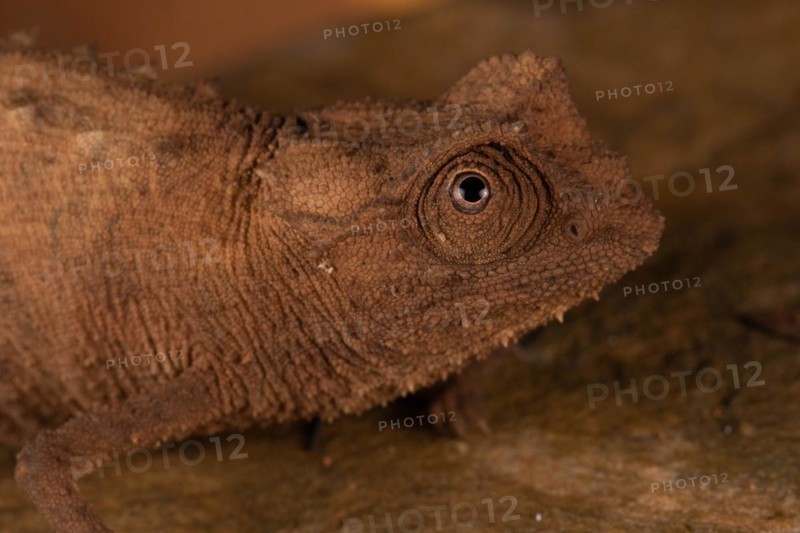 Female Stumpff's earth chameleon