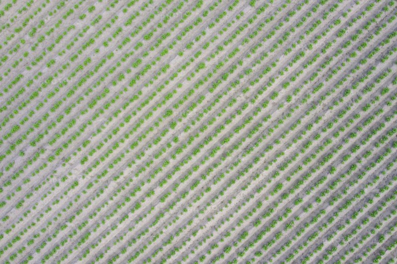 Aerial view over rows of green shoots of potato