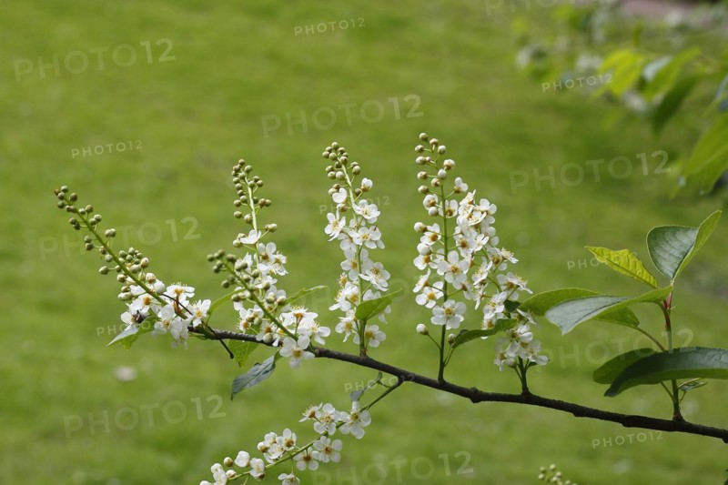 European bird cherry