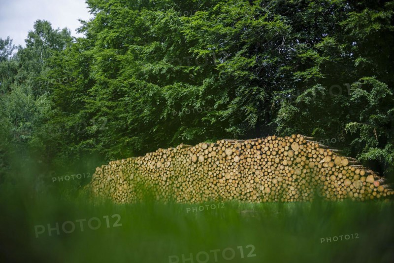 Logs of coniferous wood are stacked in a pile in the forest. Ummanz