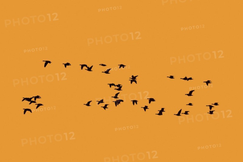 Flock of greater white-fronted geese
