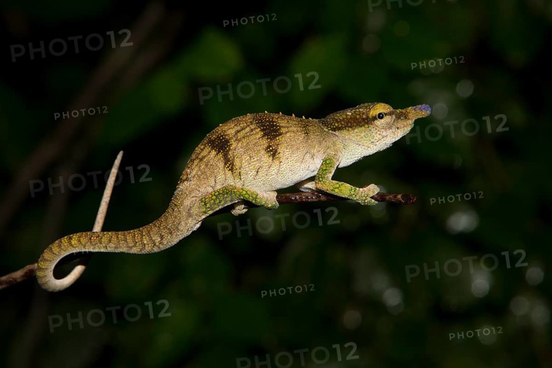 Male chameleon