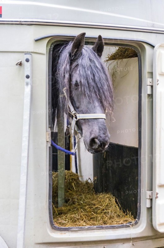 A grey horse looks out curiously at the window of a horse-drawn vehicle