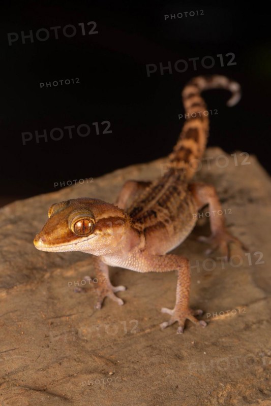 Stumpff's ground gecko