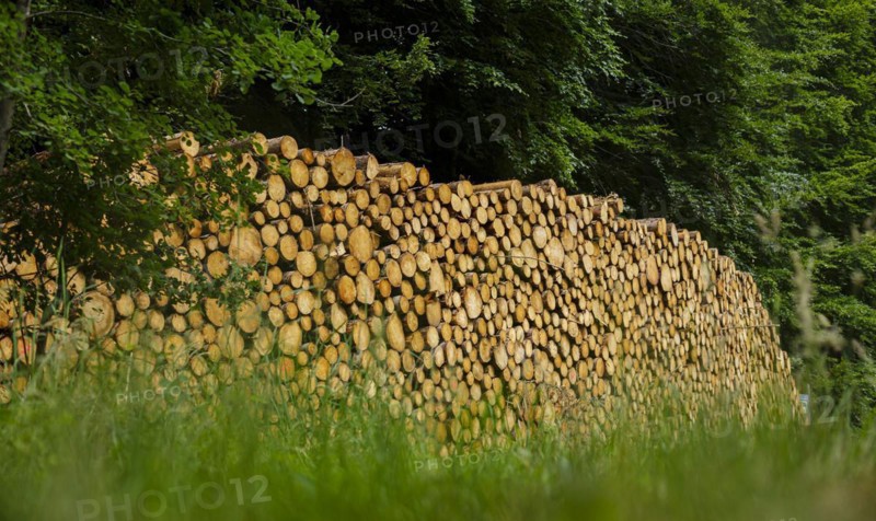 Logs of coniferous wood are stacked in a pile in the forest. Ummanz