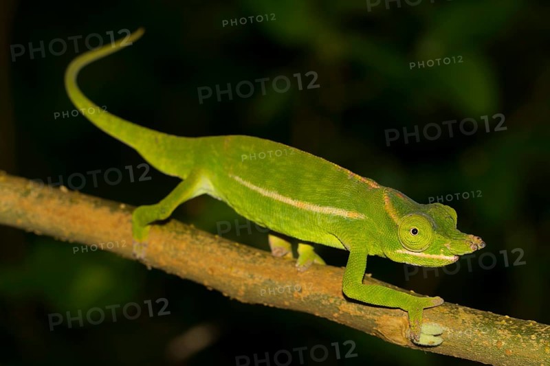 Petter's chameleon